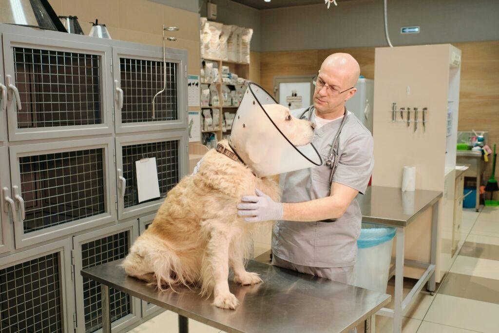 Veterinarian examining a large dog wearing a protective cone collar on a metal exam table in a clinic, with medical supplies and kennels in the background