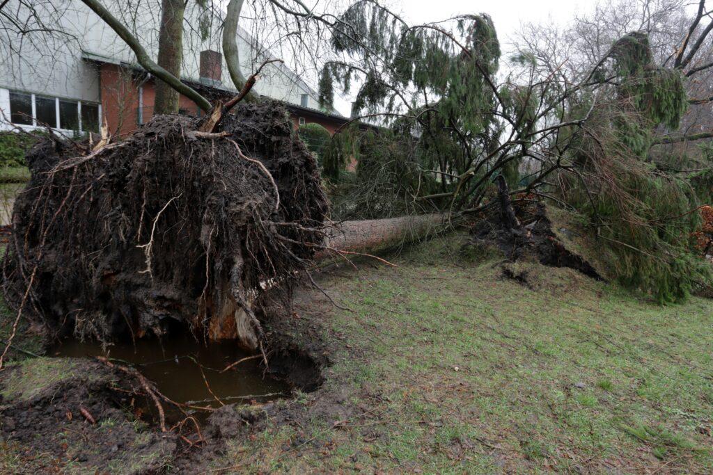 Uprooted tree lying on the ground with exposed roots and soil, likely after a storm, in a residential area with grass and nearby buildings visible